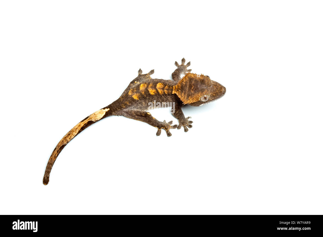 Crested gecko (Rhacodactylus ciliatus) su sfondo bianco, endemica in Nuova Caledonia Foto Stock