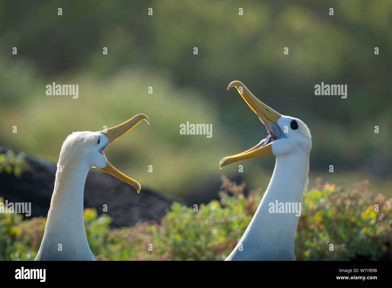 Albatro ondulata (Phoebastria irrorata) coppia nel corteggiamento, Galapagos, Ecuador. In modo critico le specie in via di estinzione. Foto Stock