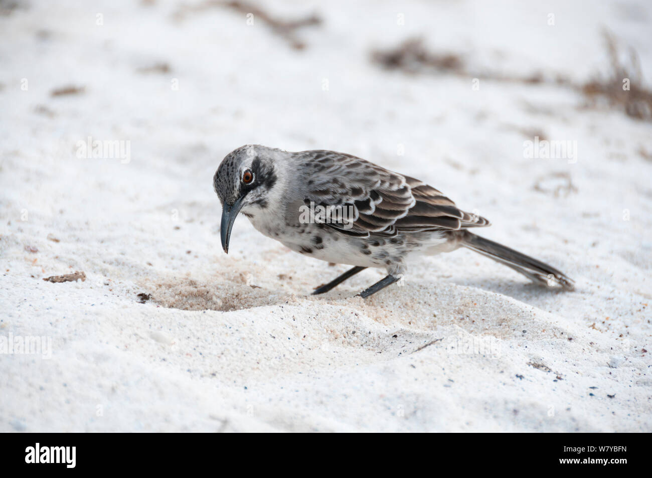Espanola mockingbird (Mimus macdonaldi) foraggio sulla spiaggia, Galapagos Foto Stock