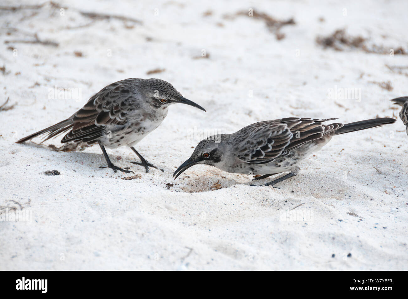 Espanola mockingbirds (Mimus macdonaldi) foraggio sulla spiaggia, Galapagos Foto Stock