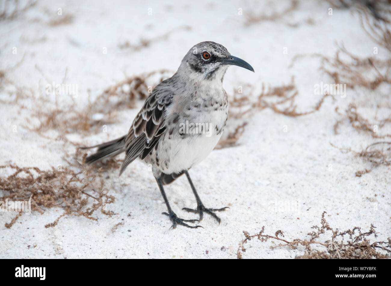Espanola mockingbird (Mimus macdonaldi) sulla spiaggia, Galapagos Foto Stock