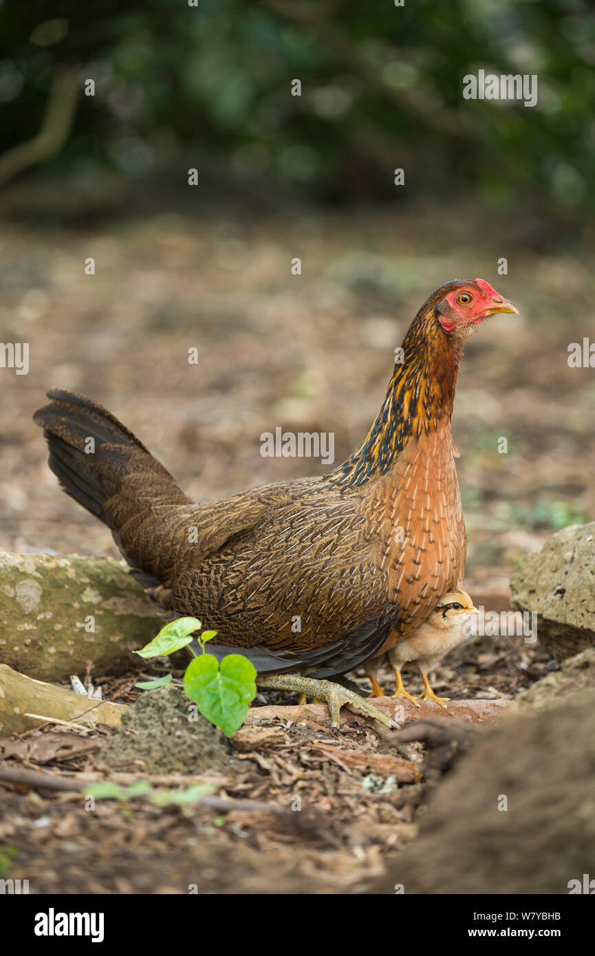 Pollo selvatici (Gallus gallus domesticus) gallina e pulcino, questi sono ripristinati al tipo ancestrale quasi identico a Red jungle fowl. Le Galapagos Foto Stock