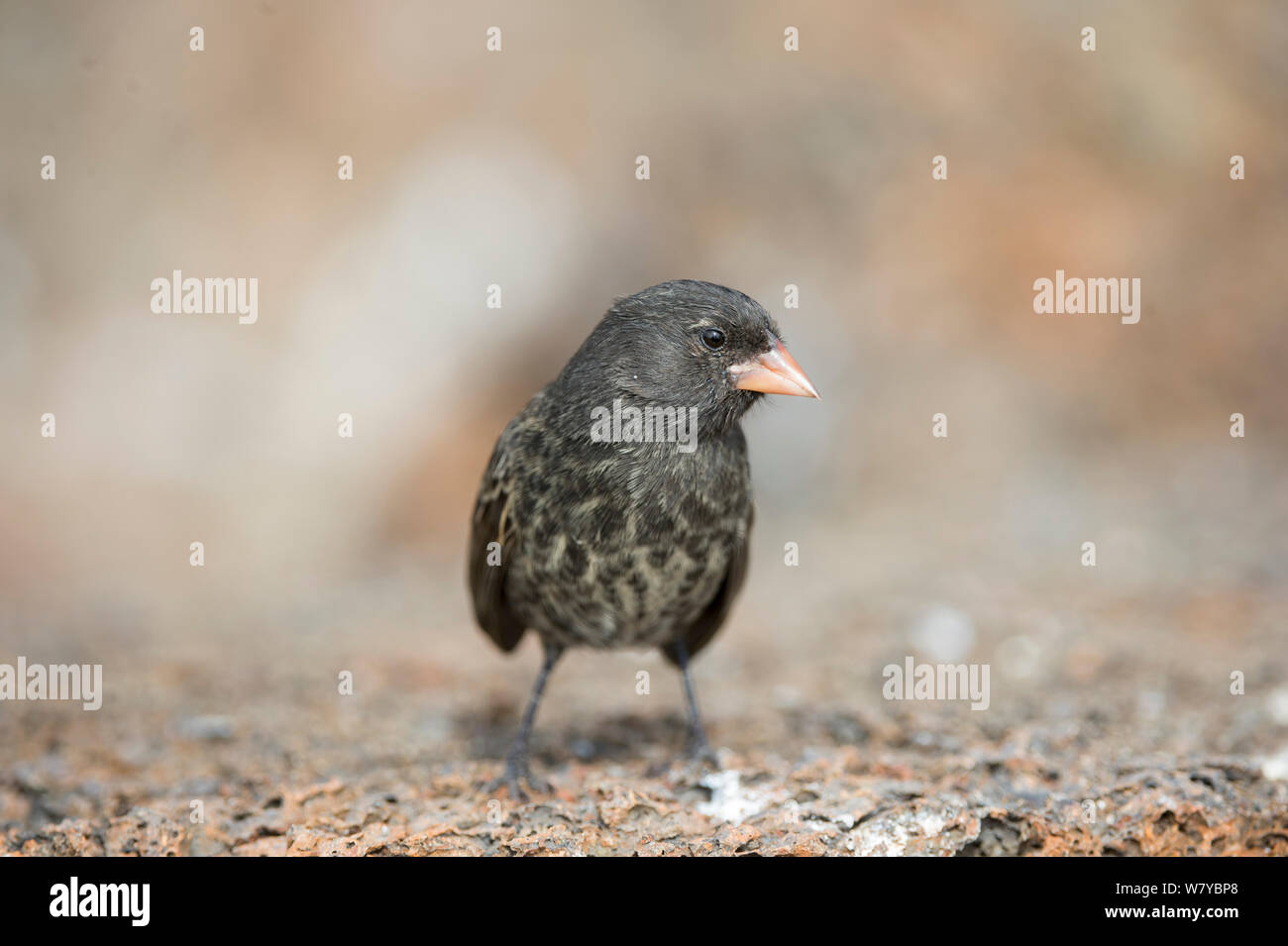 Sharp-massa dal becco finch (Geospiza difficilis) sul suolo, Galapagos Foto Stock
