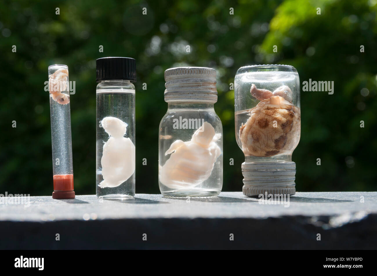Sierra Negra Galapagos (tartaruga Chelonoidis nigra guentheri), tartaruga embrioni che mostra fasi di sviluppo di quattro mesi del periodo di incubazione, Arnaldo Tupiza Centro di allevamento, Isabela Island, Galapagos Foto Stock