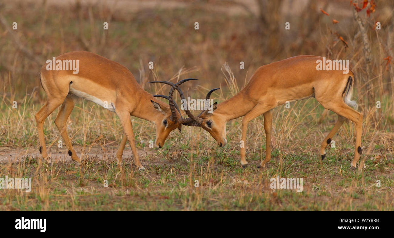Due Impala Rams (Aepyceros melampus) prova di ogni altro prima di una politica più aggressiva per il predominio di comportamento. Mikumi National Park, Tanzania Foto Stock