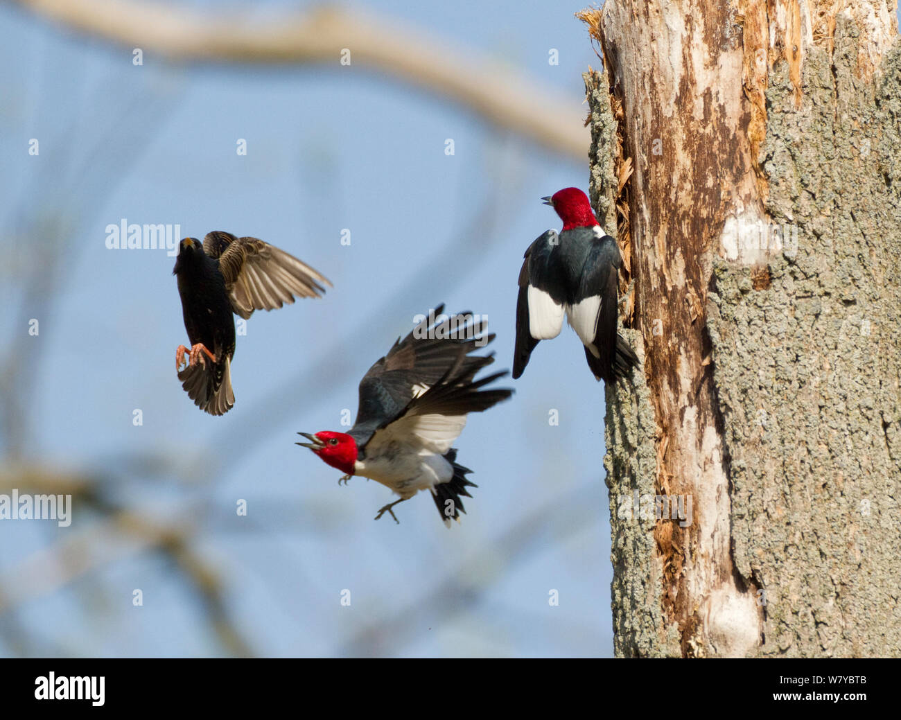 Red-headed picchi (Melanerpes erythrocephalus), coppia a combattere con la European Starling (Sturnus vulgaris) che sta cercando di prendere in consegna i picchi&#39; foro di nido, Montezuma National Wildlife Refuge, New York, Stati Uniti d'America può. Foto Stock