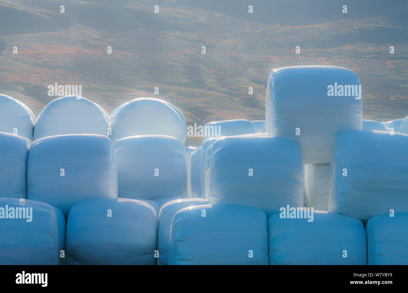 Hay rotoli impilati e avvolti in materiale plastico, Islanda Foto Stock