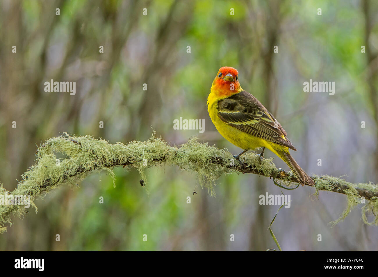 Western tanager (Piranga ludoviciana) arroccato, Grand Teton National Park, Wyoming USA, Giugno. Foto Stock