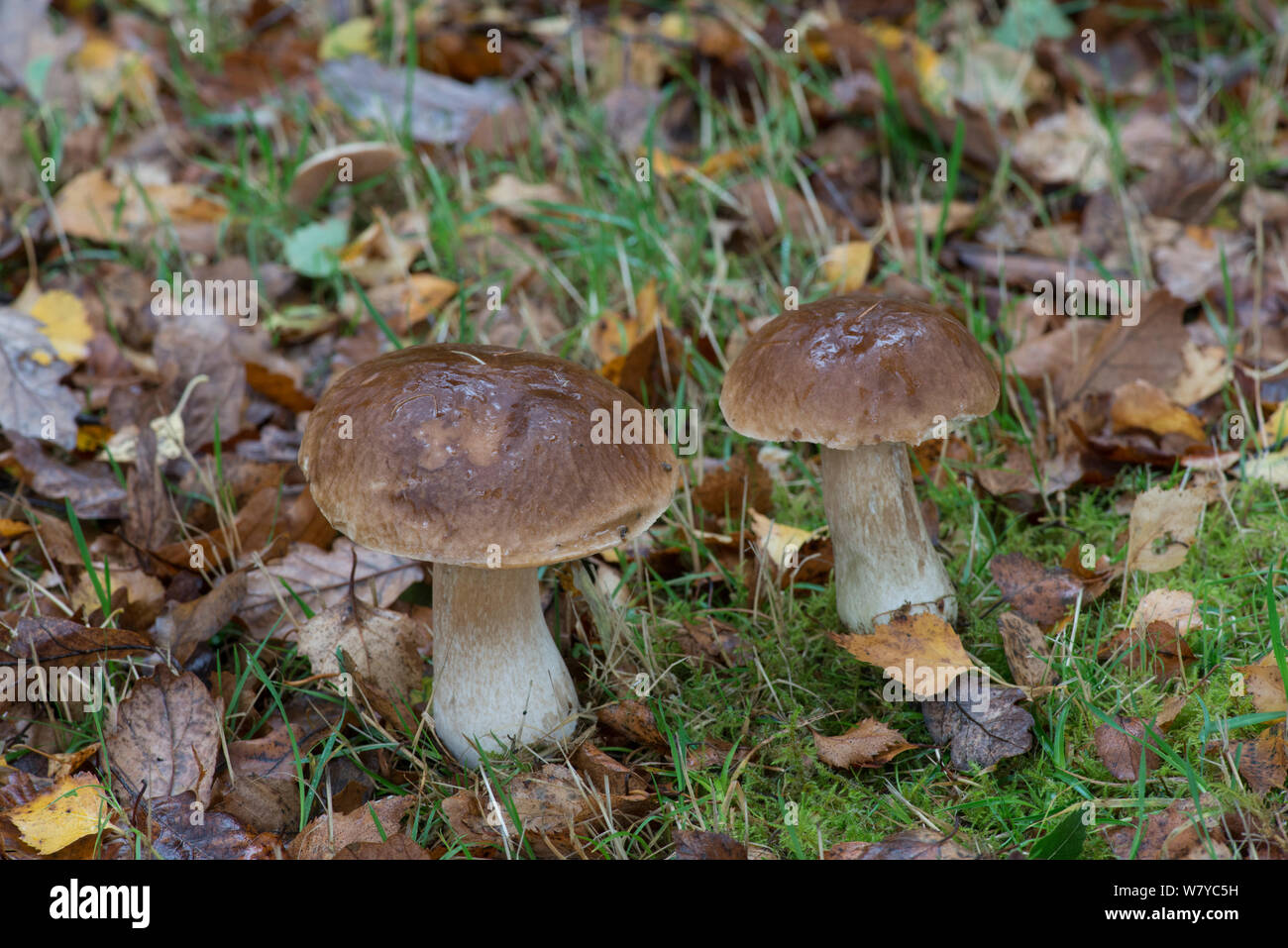 Penny Bun fungo (Boletus edulis) il Galles del Nord, Regno Unito, ottobre. Foto Stock
