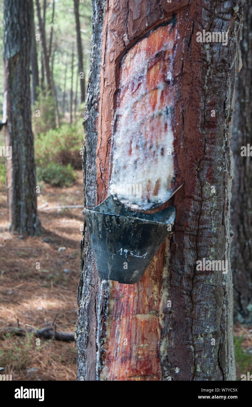 Pino marittimo (Pinus pinaster) alberi filettati per resina (utilizzato per  la produzione di trementina). Il Portogallo, settembre 2014 Foto stock -  Alamy