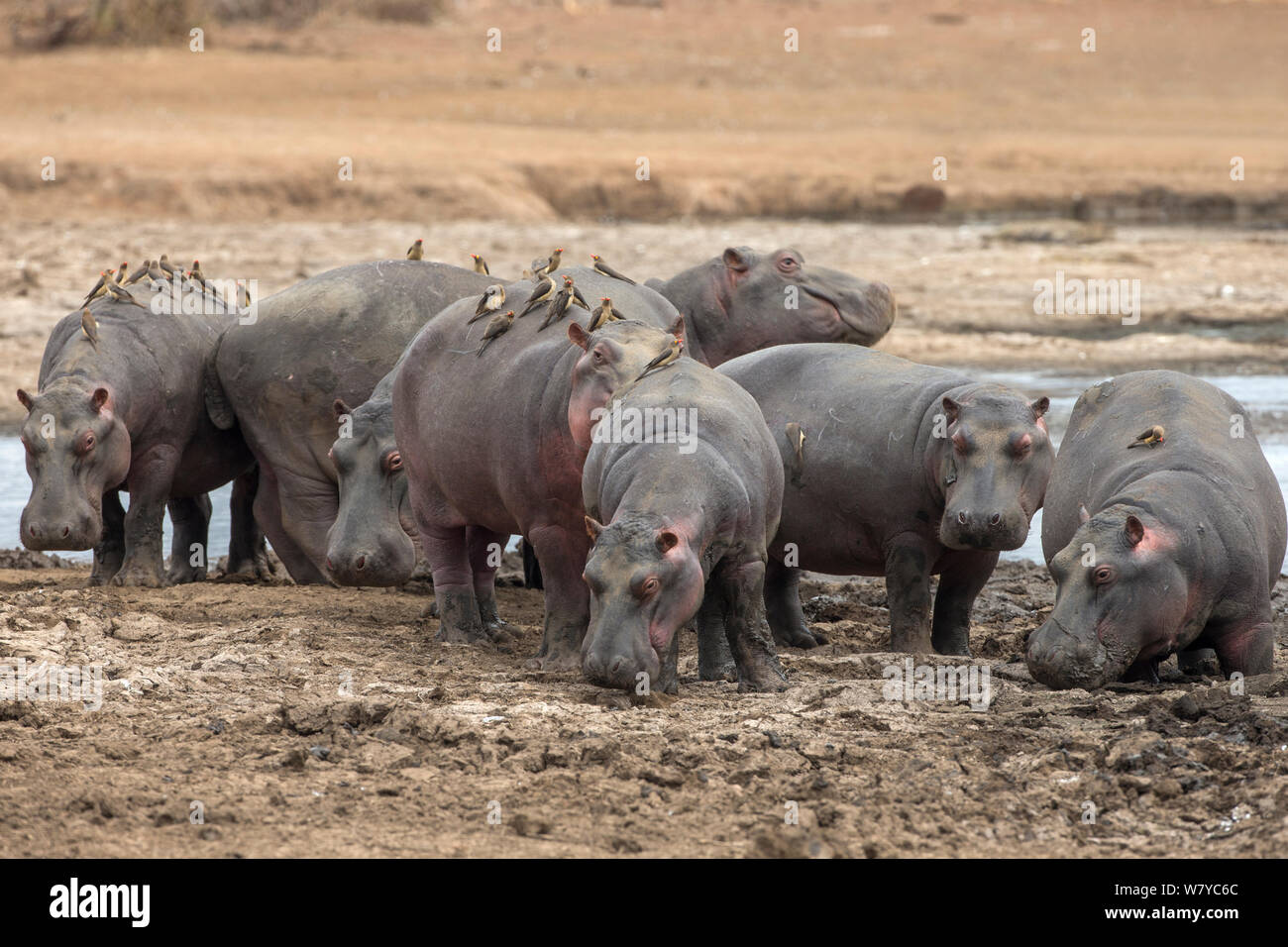 Ippopotamo (Hippopotamus amphibius) gruppo su terreni con red fatturati oxpeckers (Buphagus erythrorhynchus), Kruger National Park - Mpumalanga in Sudafrica. Foto Stock Ippopotamo (Hippopotamus amphibius) gruppo su terreni con red fatturati oxpeckers (Buphagus erythrorhynchus), Kruger National Park - Mpumalanga in Sudafrica. Foto Stock