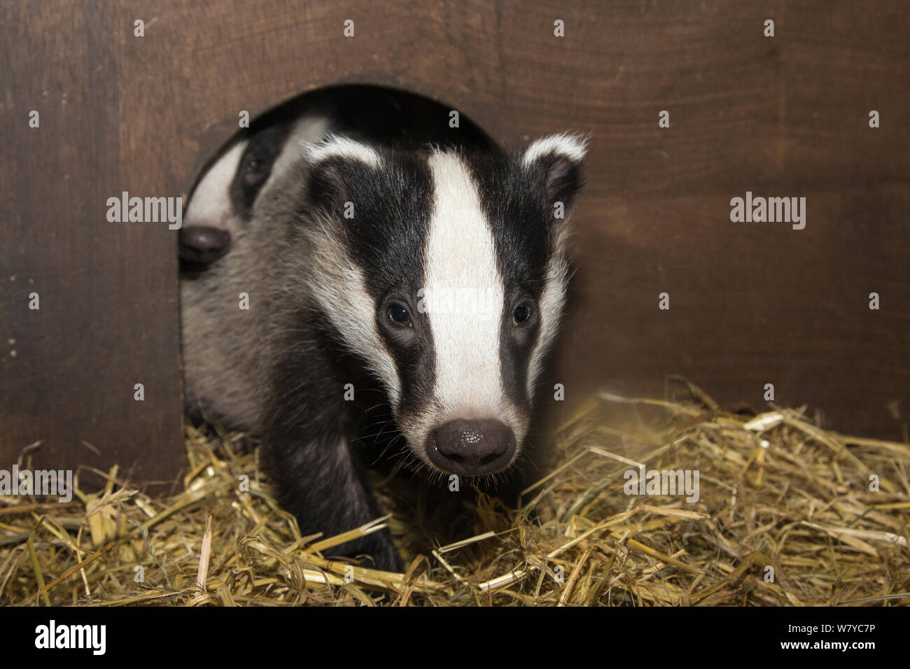 Badger cub (Meles meles) nel mondo segreto santuario animale, Somerset, Regno Unito, Giugno. Foto Stock