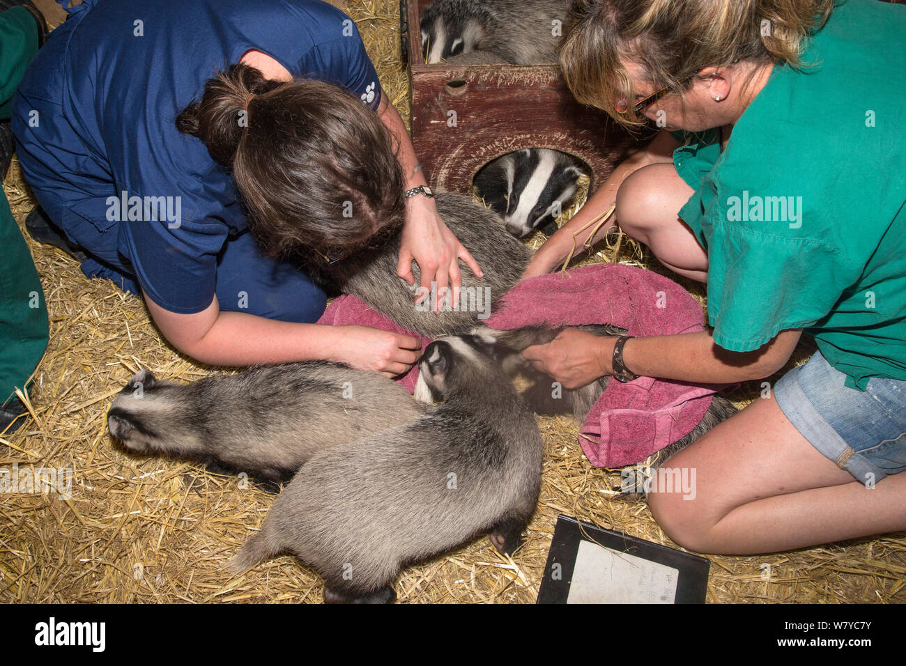 Vet controllo badger cubs (Meles meles), mondo segreto santuario animale, Somerset, Regno Unito, Giugno. Foto Stock