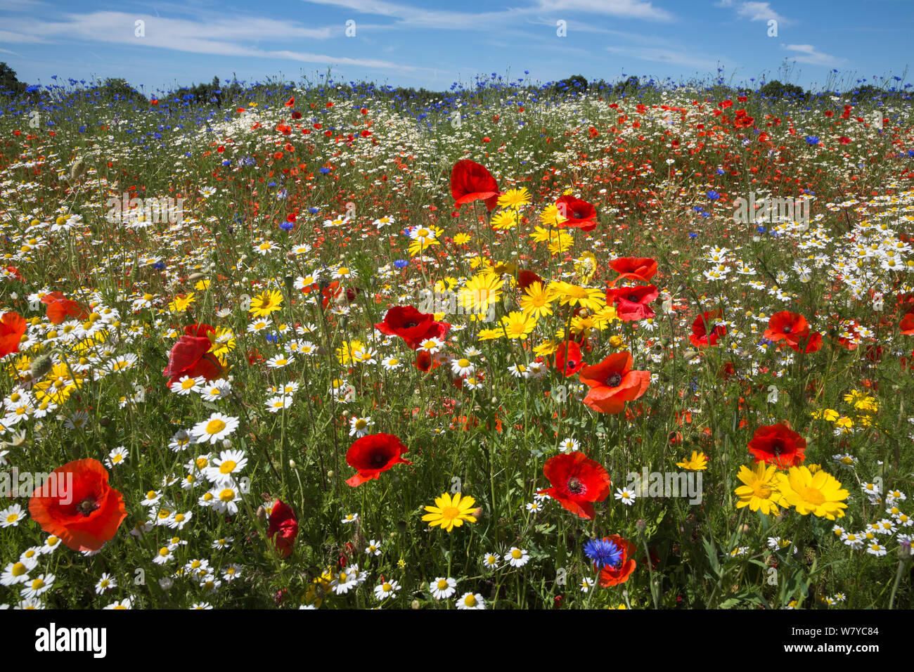 Fiori selvatici, tra cui il papavero (Papaver rhoeas), mais calendula (Glebionis segetum), cornflowers (Centaurea cyanus) e mais camomilla (Anthemis arvense), essendo cresciuto per le sementi da Landlife, Fir Tree Farm, Merseyside, Regno Unito, Giugno. Foto Stock