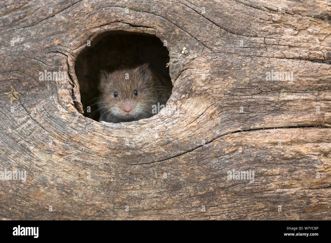 Campo vole (Microtus agrestis) nel foro, UK, Giugno, captive. Foto Stock Campo vole (Microtus agrestis) nel foro, UK, Giugno, captive. Foto Stock