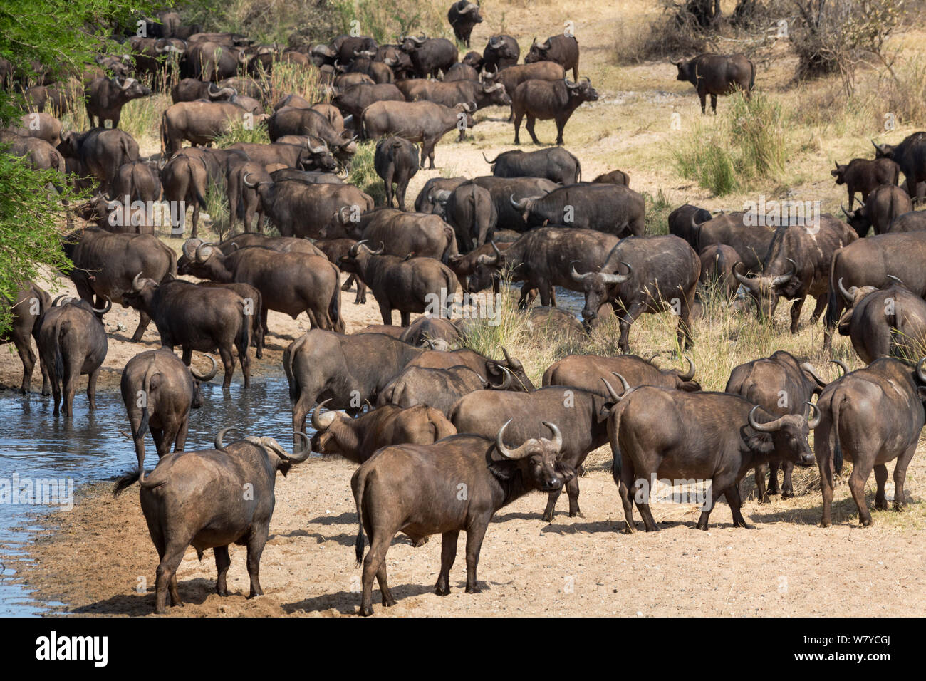 Bufali (Syncerus caffer) allevamento in alveo Kruger National Park, Sud Africa. Foto Stock Bufali (Syncerus caffer) allevamento in alveo Kruger National Park, Sud Africa. Foto Stock