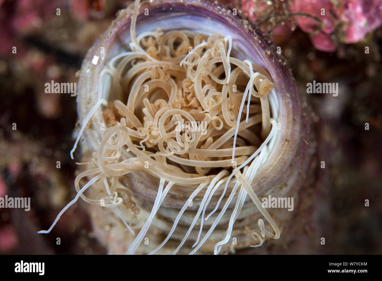 Close up di un tubo anemone Cerianthus (sp) visto dal di sopra, Dusky Sound, Parco Nazionale di Fiordland, Nuova Zelanda. Foto Stock