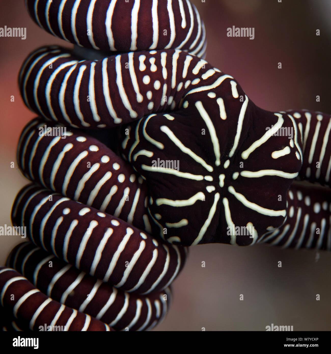 Close up di snake star (Astrobrachion constrictum) che vive in una relazione simbiotica su Fiordland corallo nero (Antipathella fiordensis) in Dusky Sound, Parco Nazionale di Fiordland, Nuova Zelanda. Foto Stock