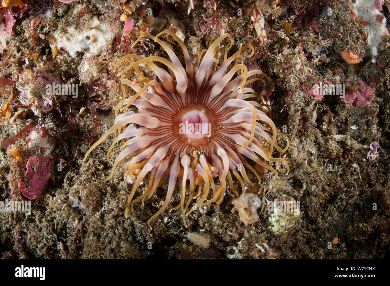 Subtidal anemone rosso (Undescribed) in Dusky Sound, Parco Nazionale di Fiordland, Nuova Zelanda. Foto Stock