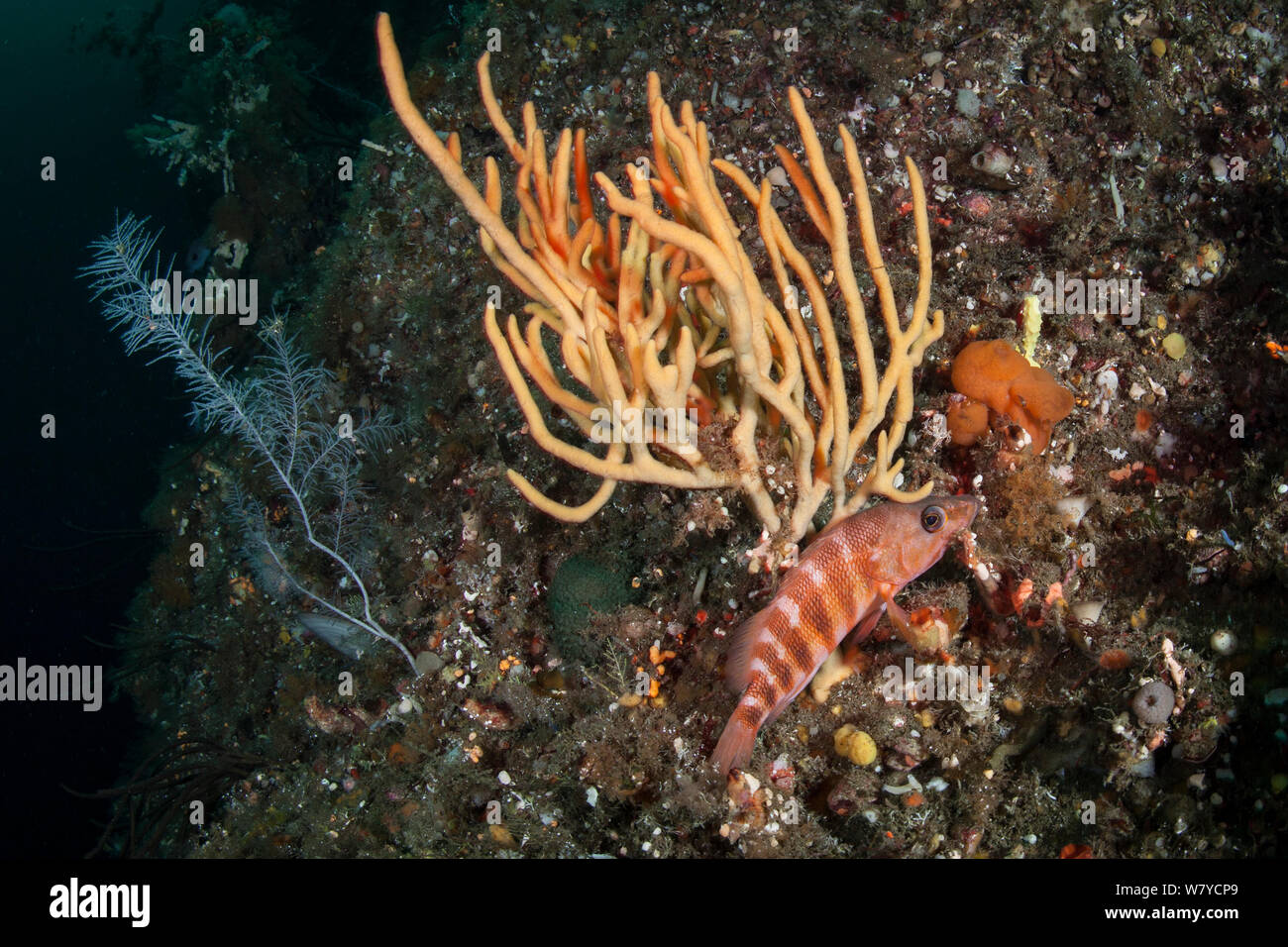 Rosso-nastrare pesce persico (Hypoplectrodes huntii) nascondere sotto un dito giallo spugna nel suono Breaksea, Parco Nazionale di Fiordland, Nuova Zelanda. Foto Stock