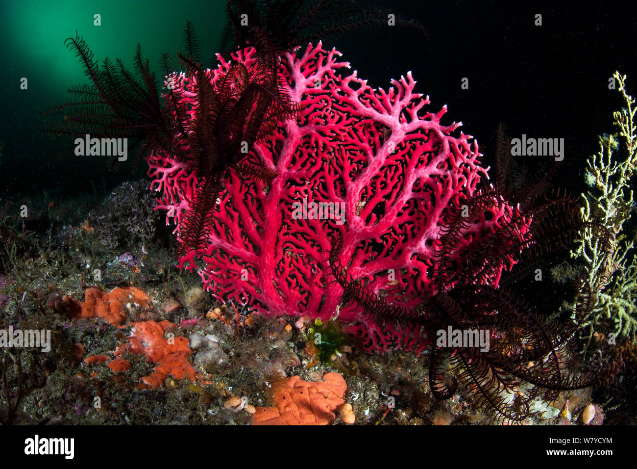 Corallo rosso (Errina novazelandiae) in Doubtful Sound, Parco Nazionale di Fiordland, Nuova Zelanda. Foto Stock