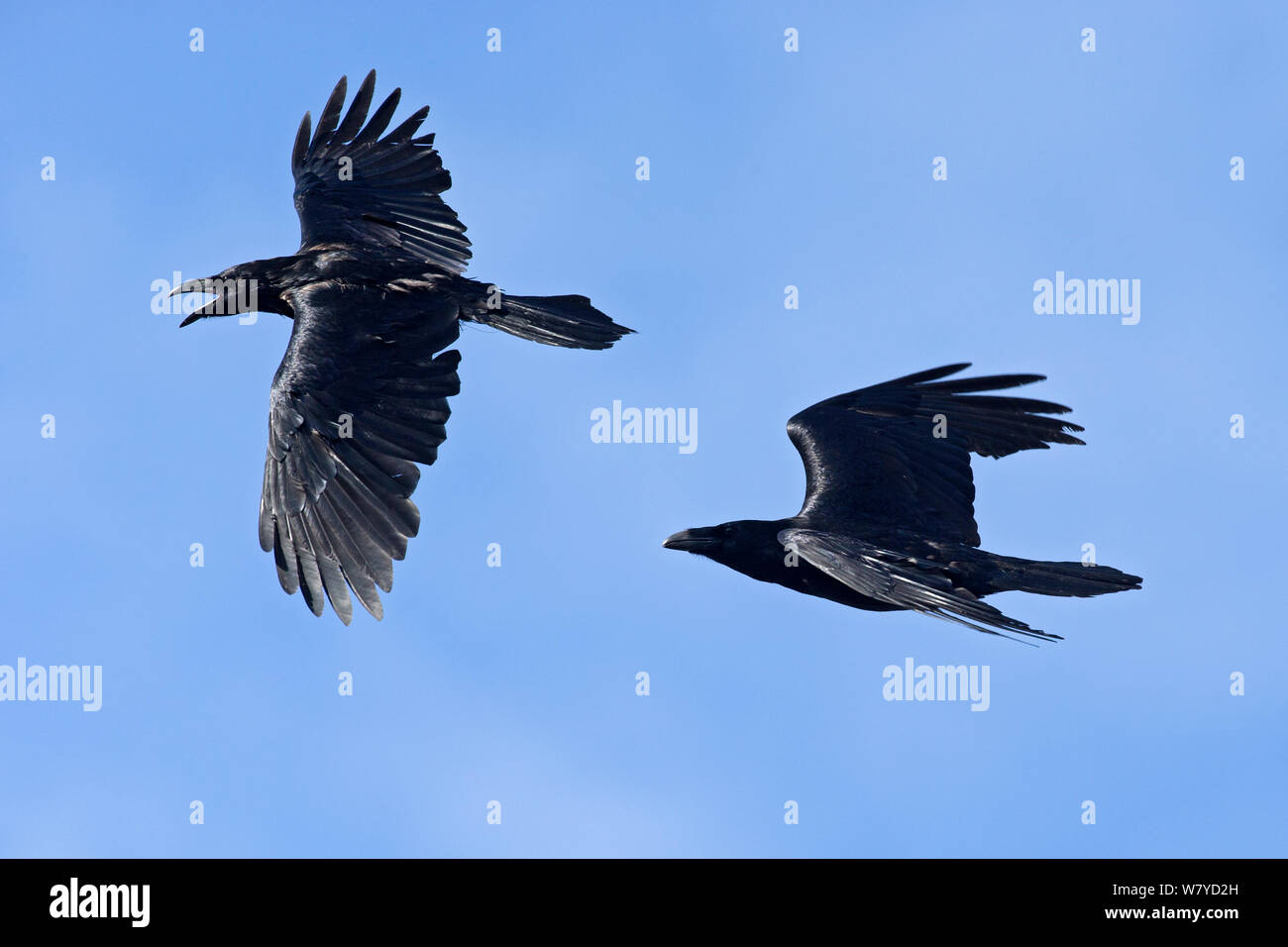 Comune di corvo imperiale (Corvus corax) battenti, Hornoya, Varanger, Finnmark, Norvegia, maggio. Foto Stock