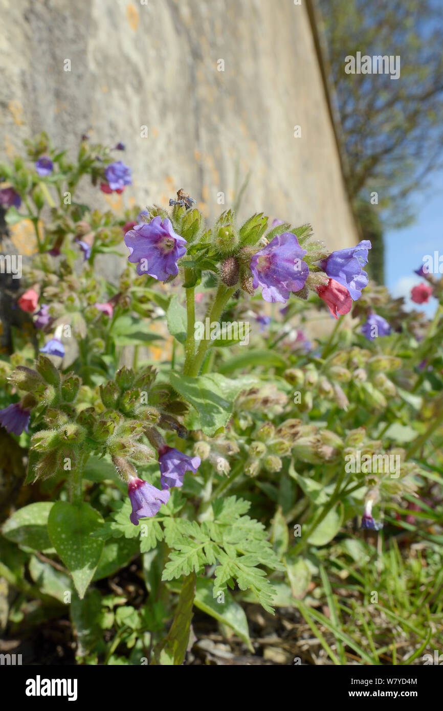 Lungwort (Pulmoniaria officinalis) fioritura da una parete del giardino e una traccia approssimativa, Deluxe Doubles, vasca da bagno e nel nord-est Somerset, Regno Unito, Aprile. Foto Stock