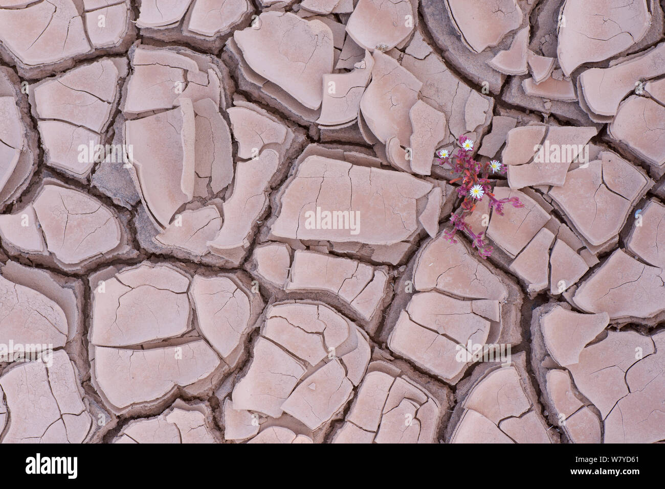 Impianto di ghiaccio (Mesembryanthemum nodiflorum) in essiccato incrinato fango, Fuerteventura, Isole Canarie. Foto Stock
