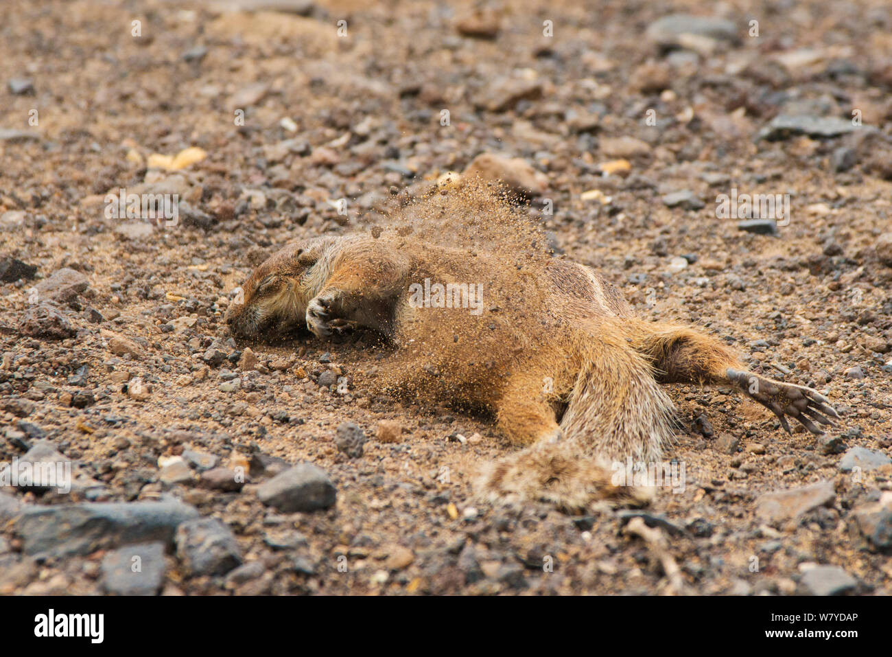 Barberia di massa (scoiattolo Atlantoxerus getulus) scavando, Fuerteventura, Isole Canarie. Introdotto dal Nord Africa. Foto Stock
