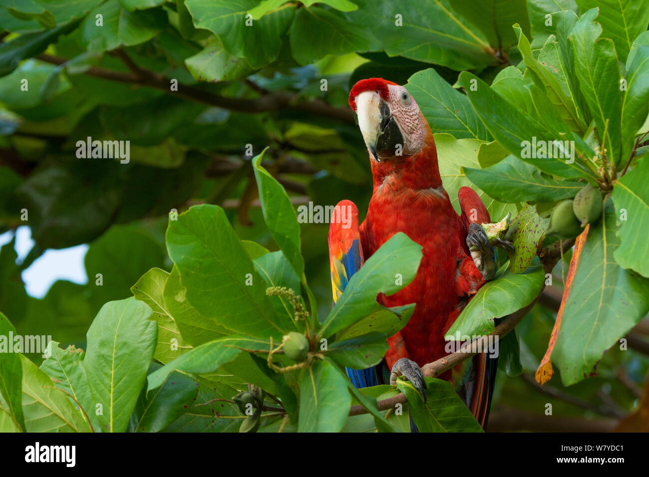 Scarlet Macaw (Ara macao) alimentazione a Almendro tree, Costa Rica. Foto Stock