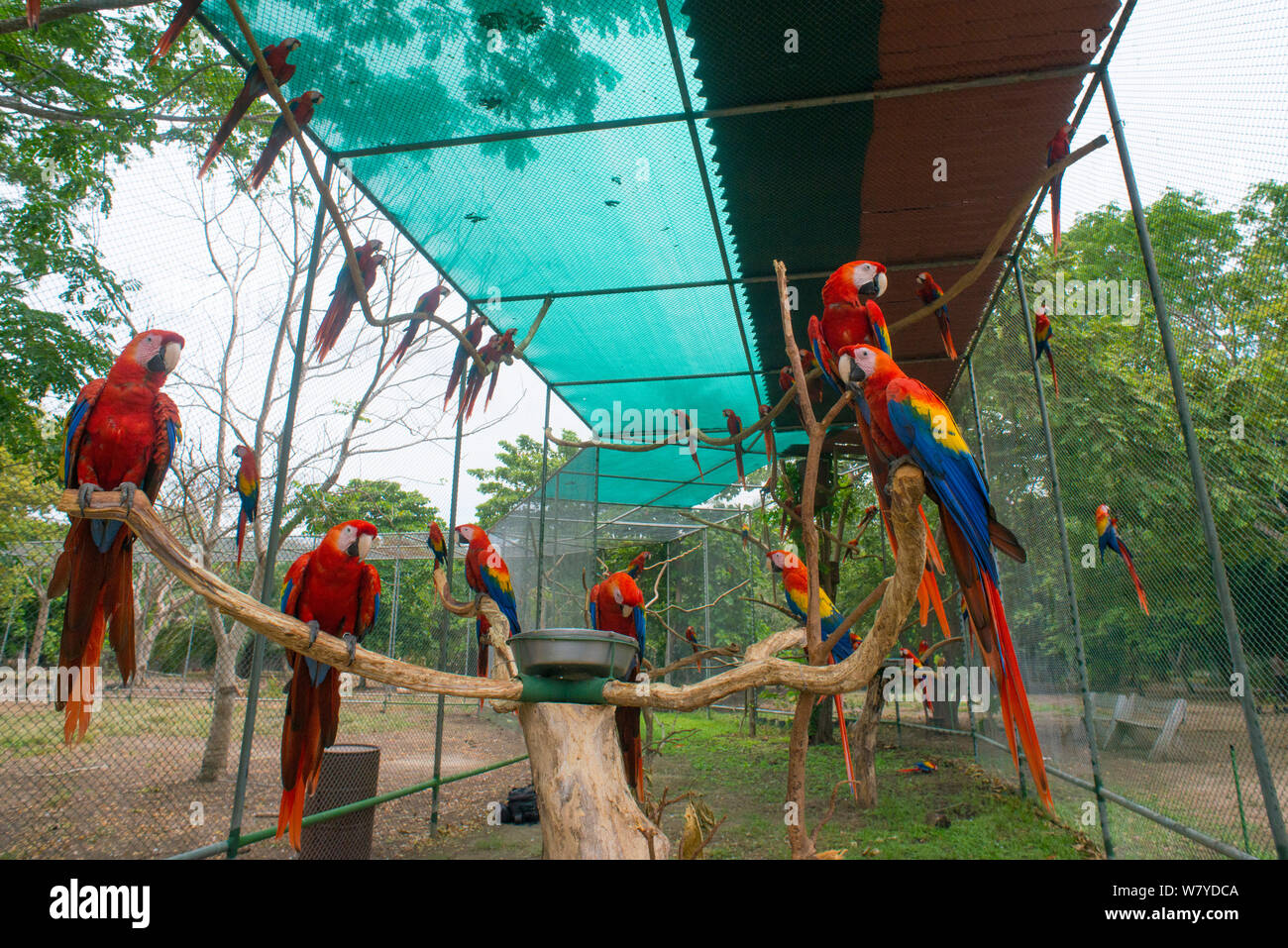 Scarlet Macaw (Ara macao) gregge in El Manantial Macaw Santuario, Costa Rica Foto Stock