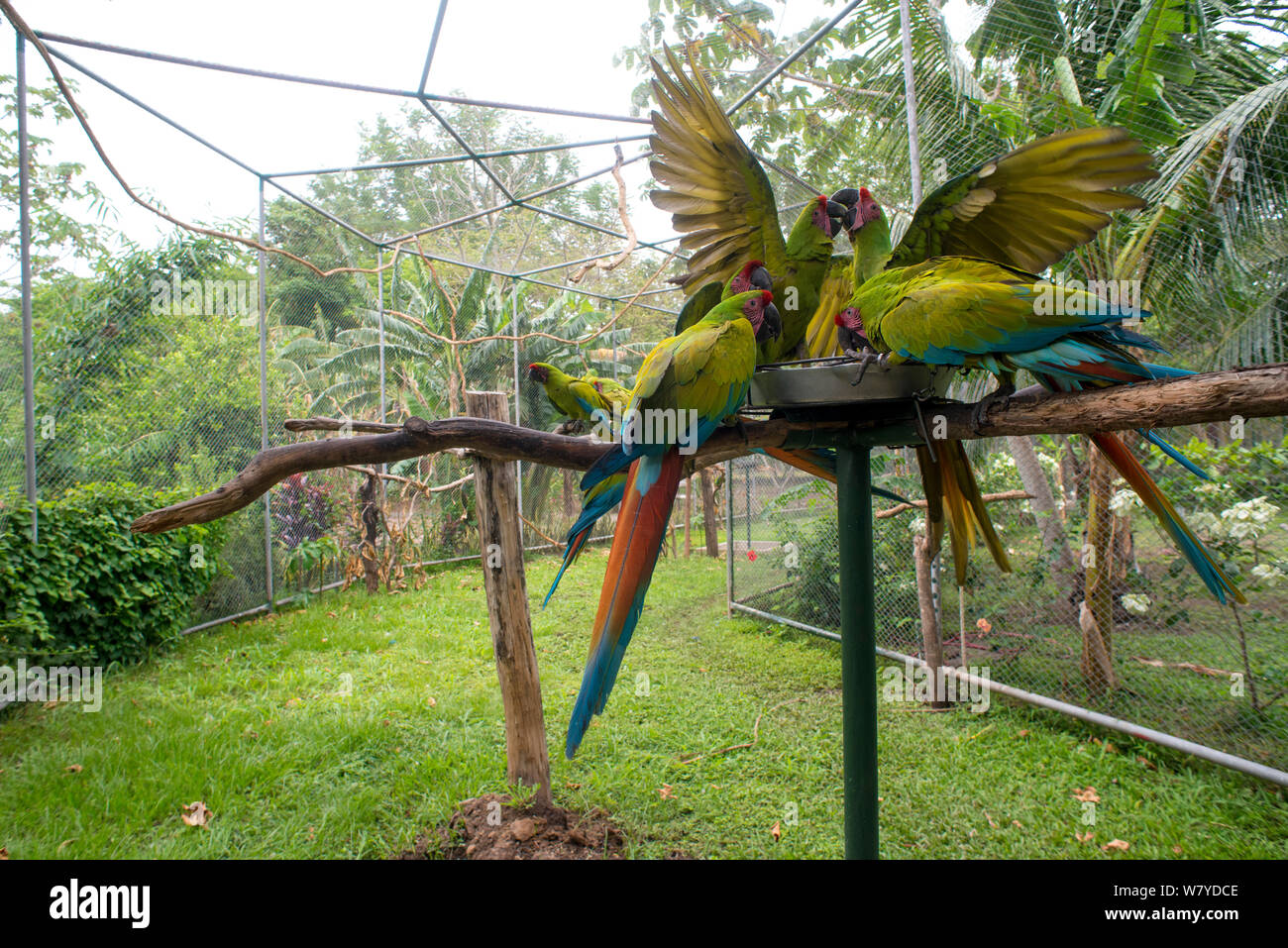 Grande Macaws verde (Ara ambiguus) alimentazione e litigando. El Manantial Macaw santuario; Costa Rica Foto Stock