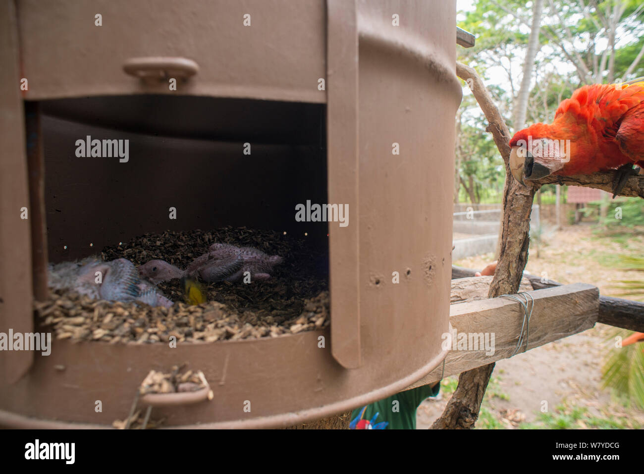 Scarlet Macaw (Ara macao) pulcino nel nido artificiale, El Manantial Macaw Santuario, Costa Rica. Foto Stock