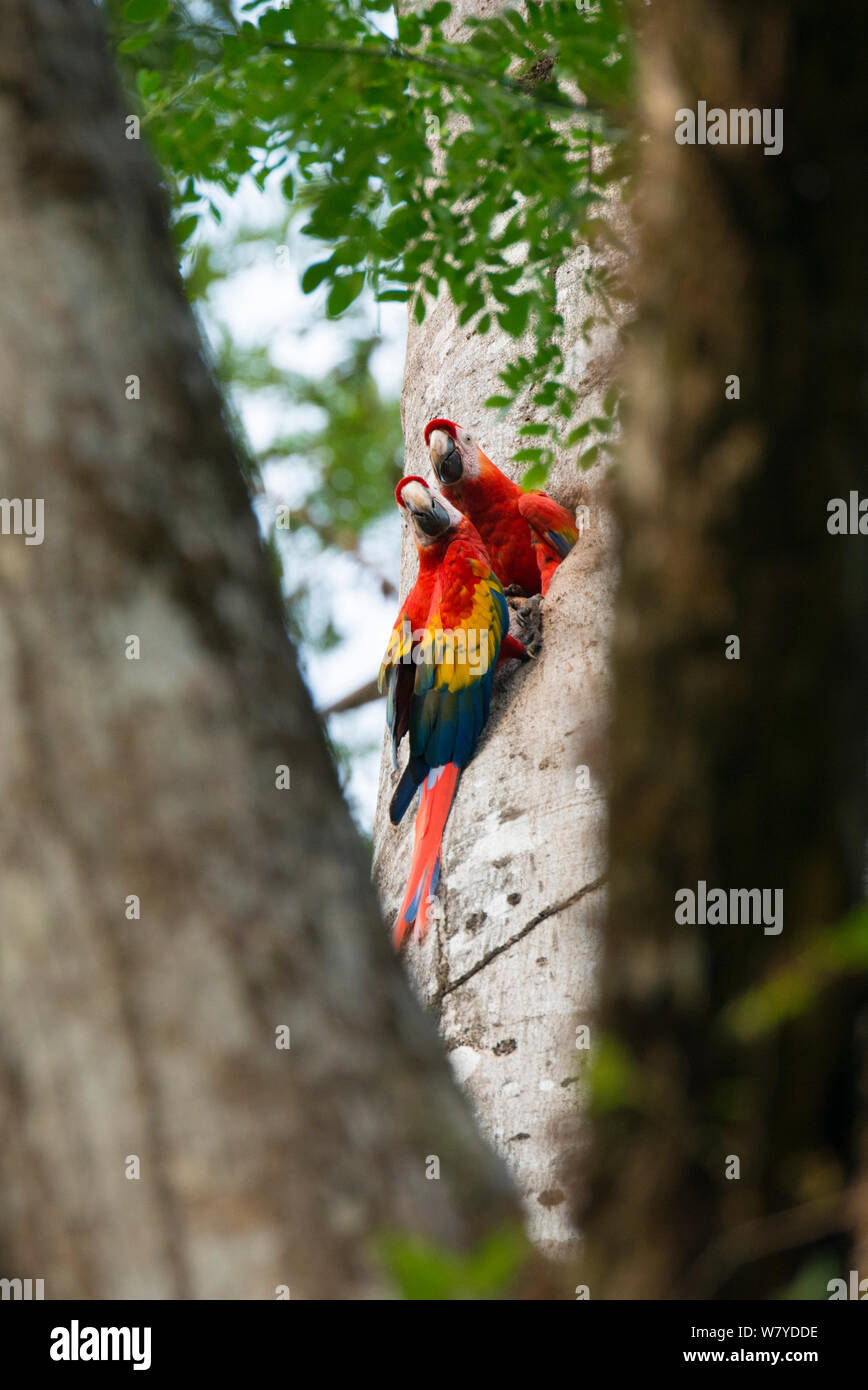 Scarlet Macaw (Ara macao) adulto coppia al foro di nido, Costa Rica Foto Stock