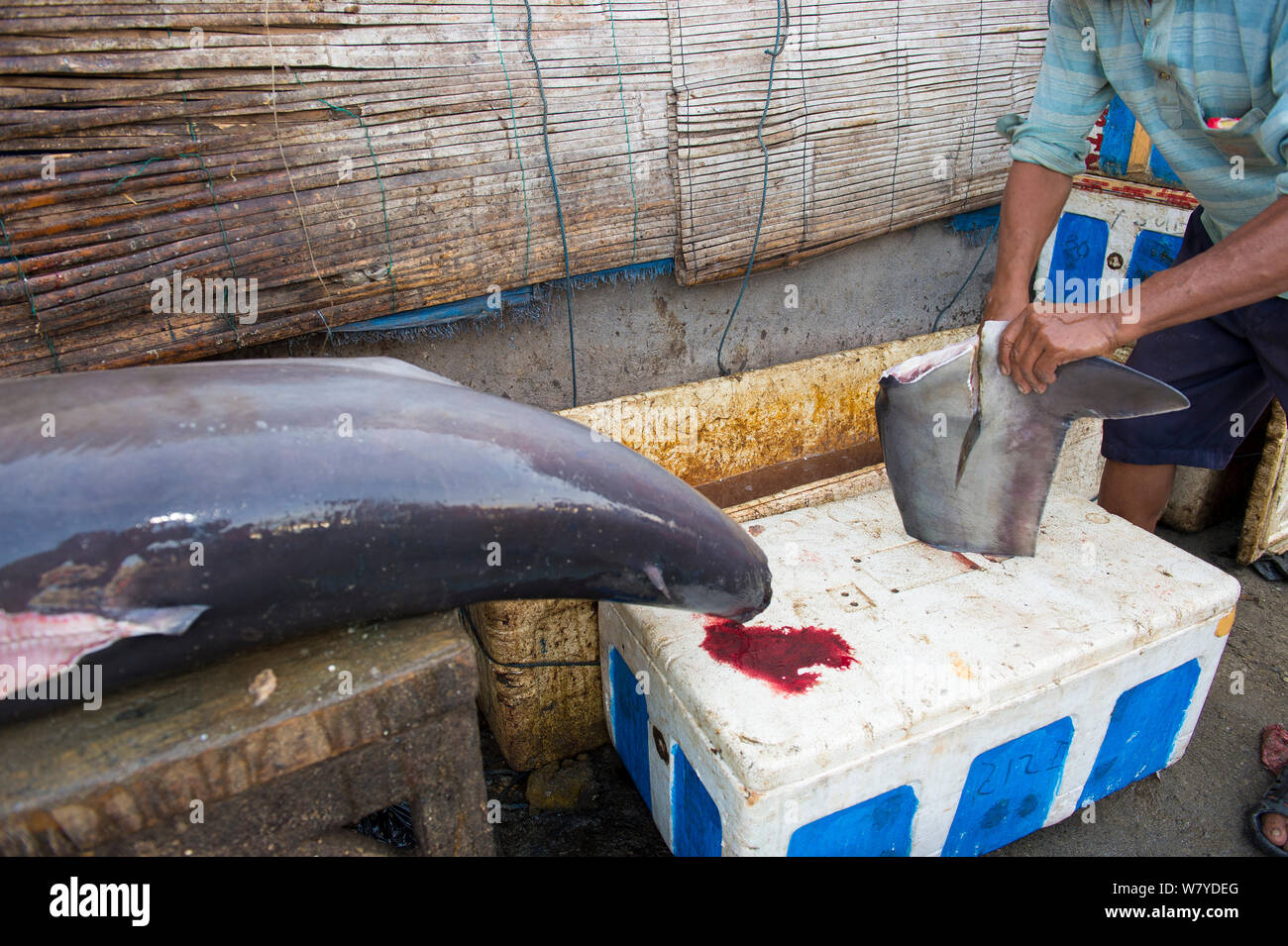 Taglio uomo squalo mako (Isurus oxyrinchus) fin nel mercato del pesce, Bali, Indonesia, Agosto 2014. Le specie vulnerabili. Foto Stock