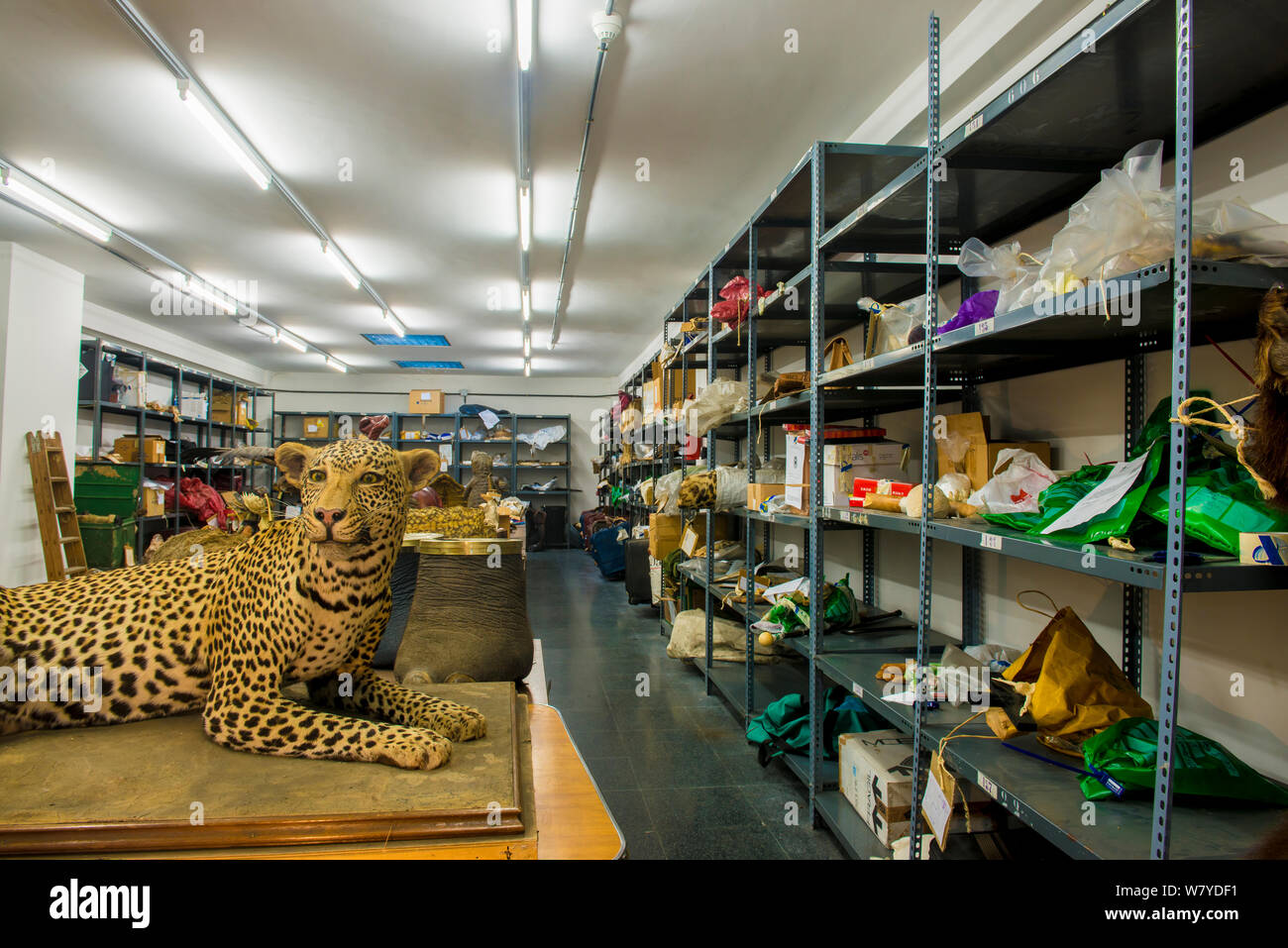 Campioni di tassidermia e fauna selvatica minacciate di estinzione prodotti confiscati dalla polizia spagnola a Adolfo SUAREZ dall'aeroporto Barajas di Madrid in conformità con la convenzione CITES, immagazzinato in un magazzino del governo, Spagna, ottobre 2014. Foto Stock