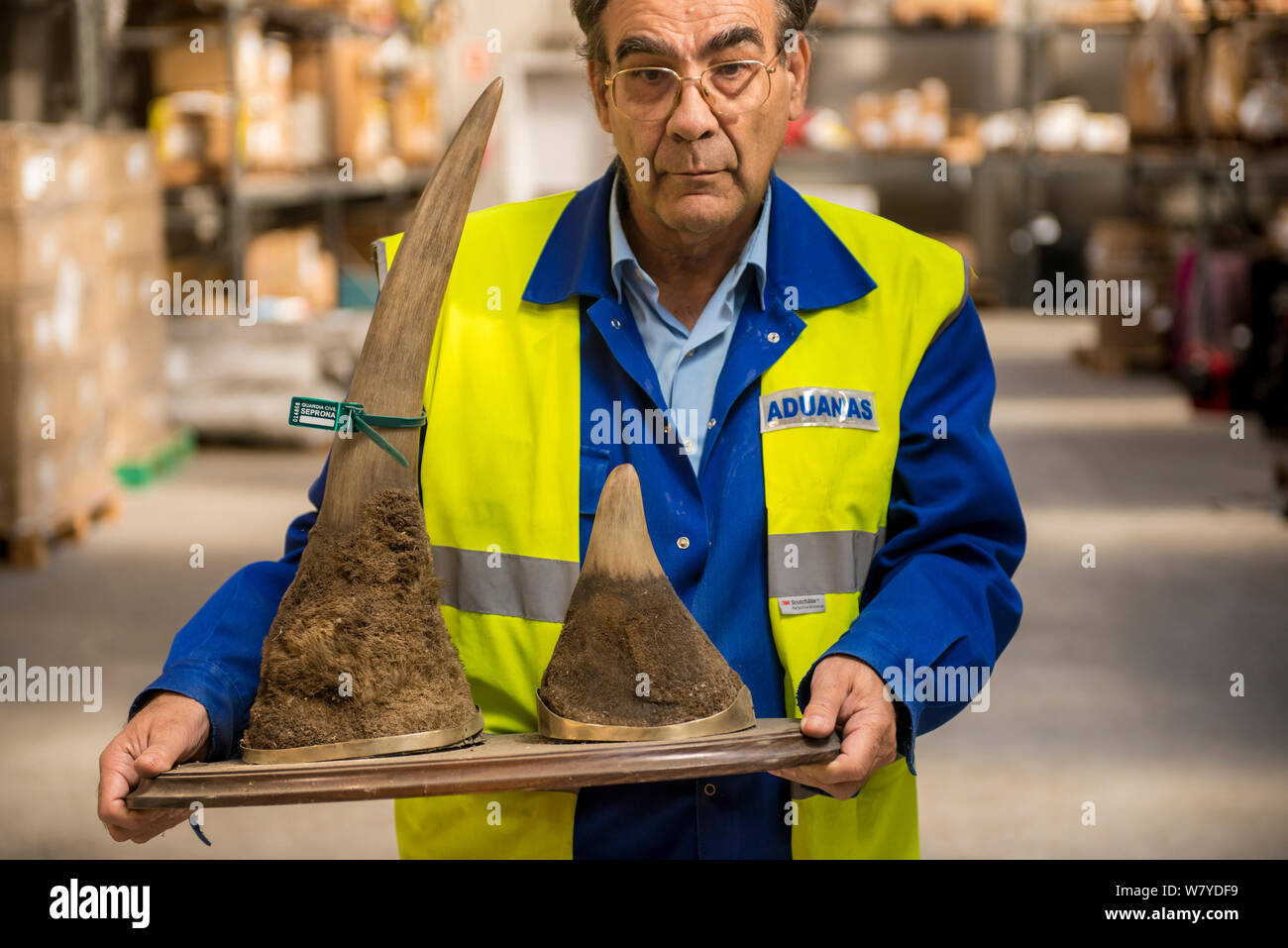 Uomo con montato corna di rinoceronte confiscati dalla polizia spagnola a Adolfo SUAREZ dall'aeroporto Barajas di Madrid in conformità con la convenzione CITES, immagazzinato in un magazzino del governo, Spagna, ottobre 2014. Foto Stock