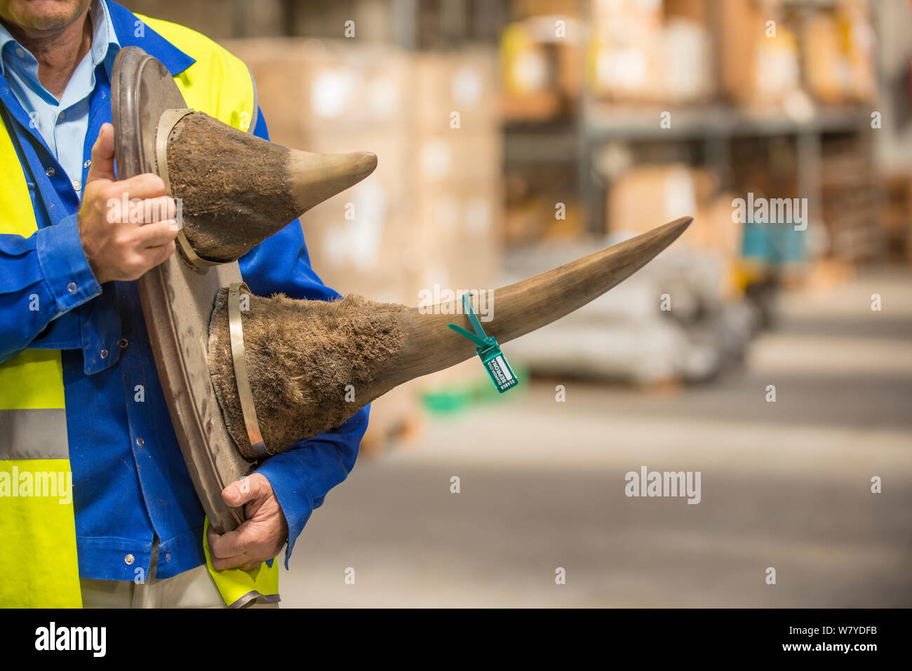 Montato corna di rinoceronte confiscati dalla polizia spagnola a Adolfo SUAREZ dall'aeroporto Barajas di Madrid in conformità con la convenzione CITES, immagazzinato in un magazzino del governo, Spagna, ottobre 2014. Foto Stock