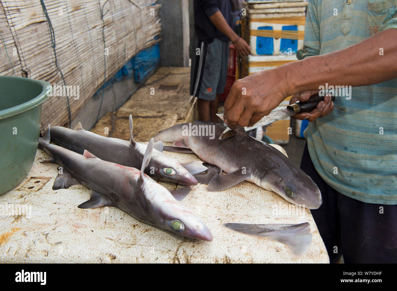 L'uomo la rimozione di pinne dorsali da squali (Squalus sp) nel mercato del pesce, Bali, Indonesia, Agosto 2014. Foto Stock