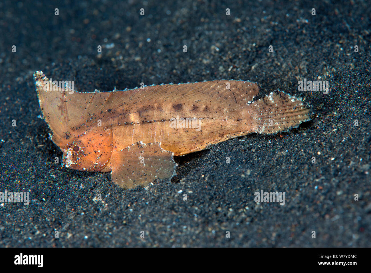 Foglia spinosa-pesci (Ablabys macracanthus) Lembeh strait, Nord Sulawesi, Indonesia. Foto Stock