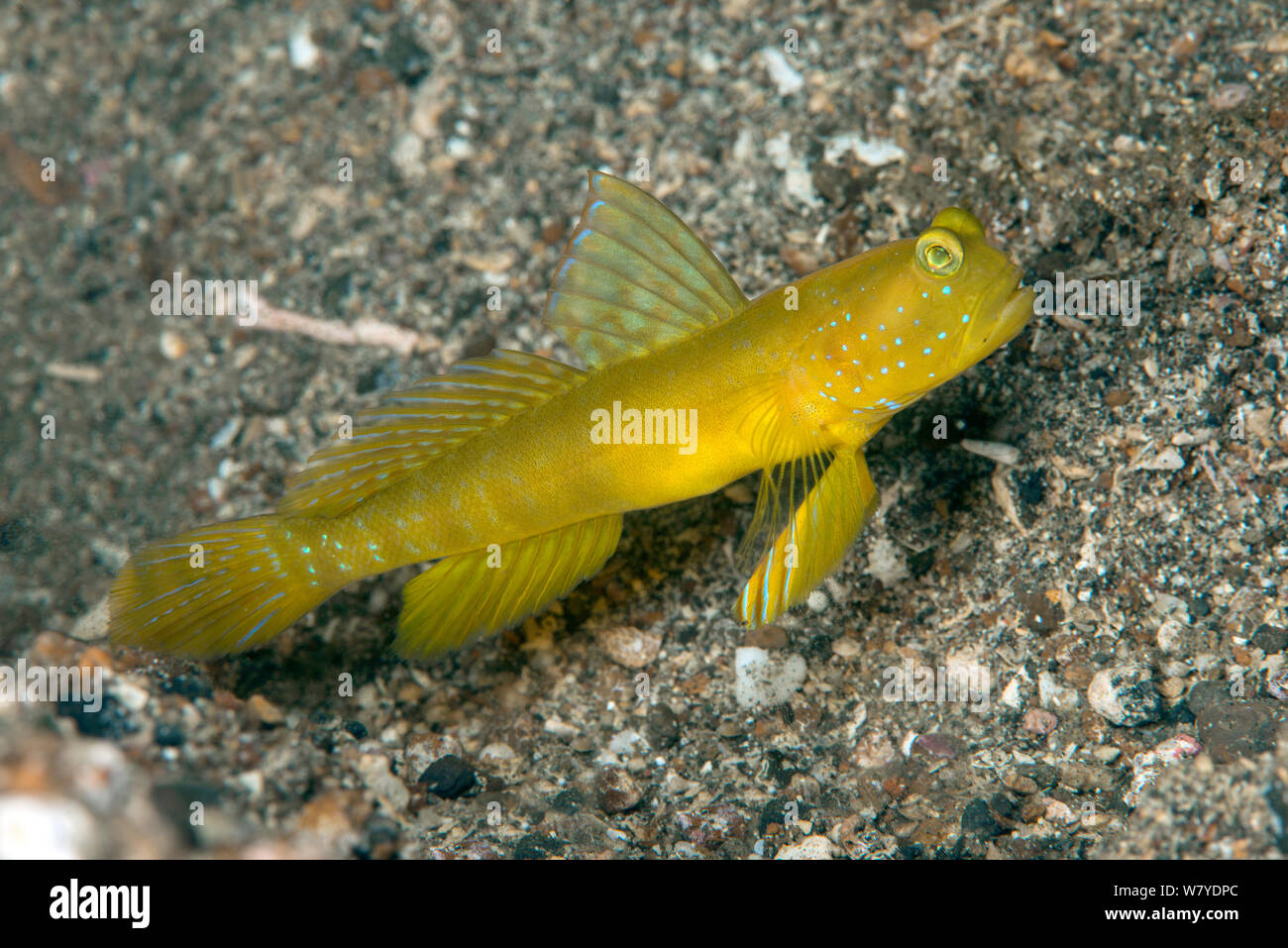 Gamberi Flagfin ghiozzo (Mahidolia mystacina) Lembeh strait, Nord Sulawesi, Indonesia. Foto Stock