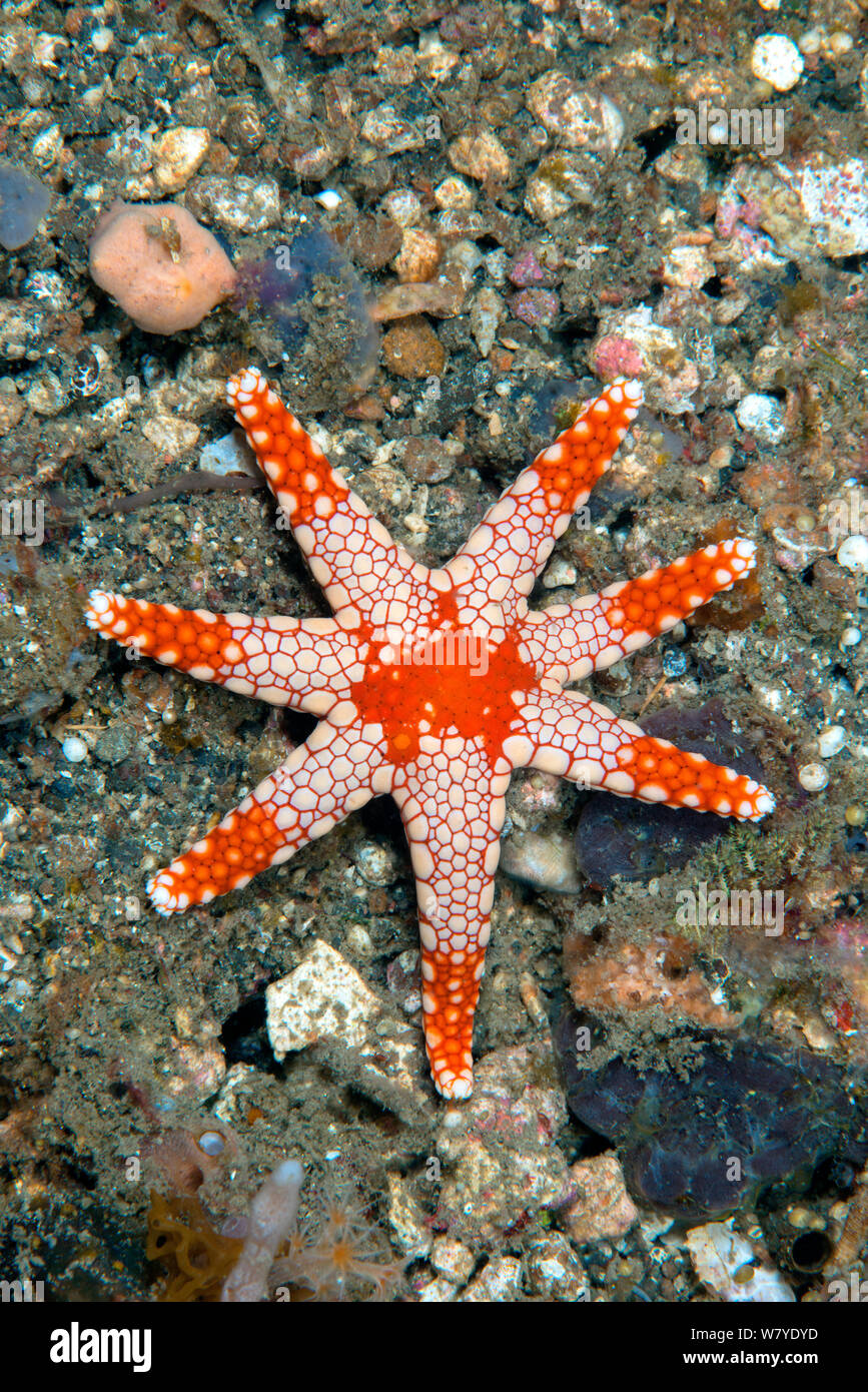La menta piperita stella di mare (Fromia monilis) Lembeh strait, Nord Sulawesi, Indonesia. Foto Stock