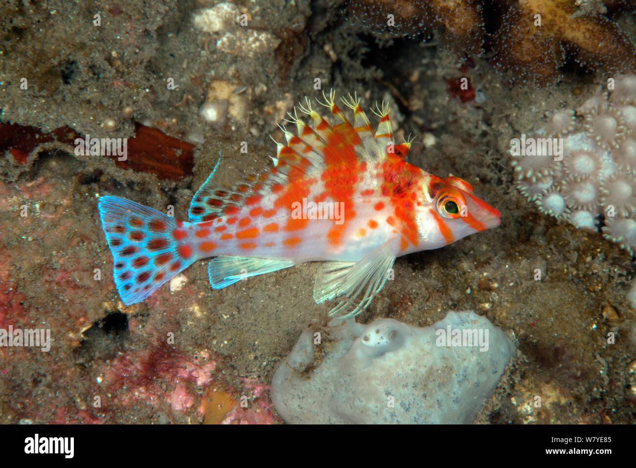 Falco hawkfish (Cirrhitichthys falco) Lembeh strait, Nord Sulawesi, Indonesia. Foto Stock
