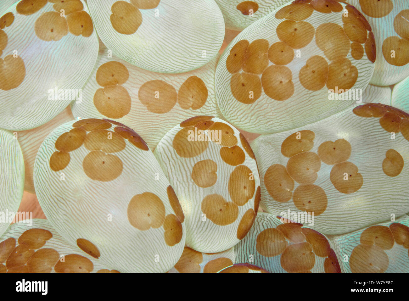 Acoel flatworms (Waminoa sp.) sulla bolla corallo (Plerogyra sinuosa) Lembeh strait, Nord Sulawesi, Indonesia. Foto Stock