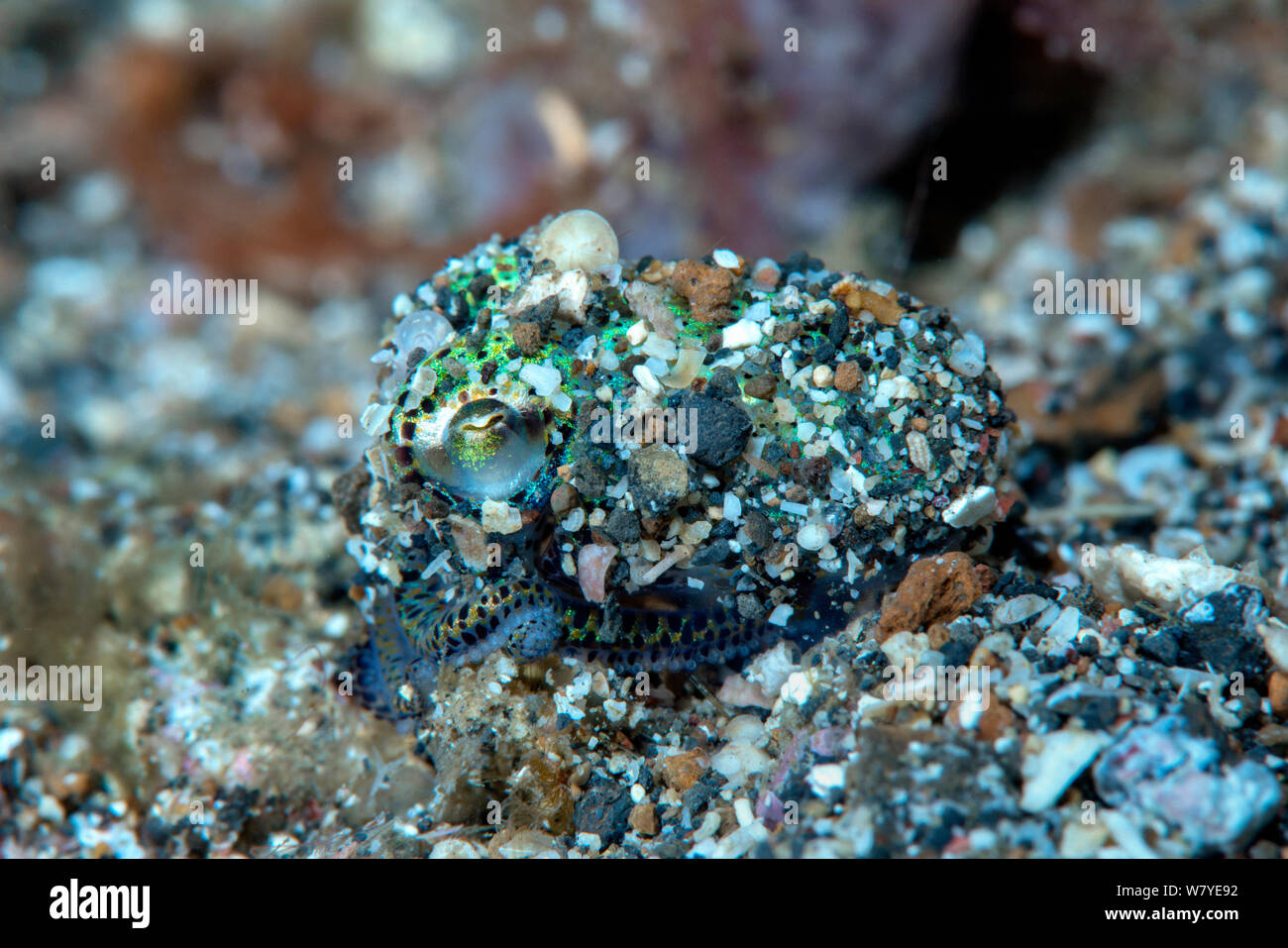 Berry&#39;s bobtail squid (Euprymna berryi) mimetizzata con sabbia sul suo corpo, Lembeh strait, Nord Sulawesi, Indonesia. Foto Stock