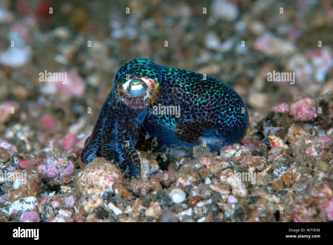 Berry&#39;s bobtail squid (Euprymna berryi) Lembeh strait, Nord Sulawesi, Indonesia. Foto Stock