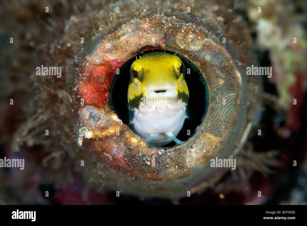 Striped fangblenny imitare (Petroscirtes breviceps) proveniente da una bombola, Lembeh strait, Nord Sulawesi, Indonesia. Foto Stock