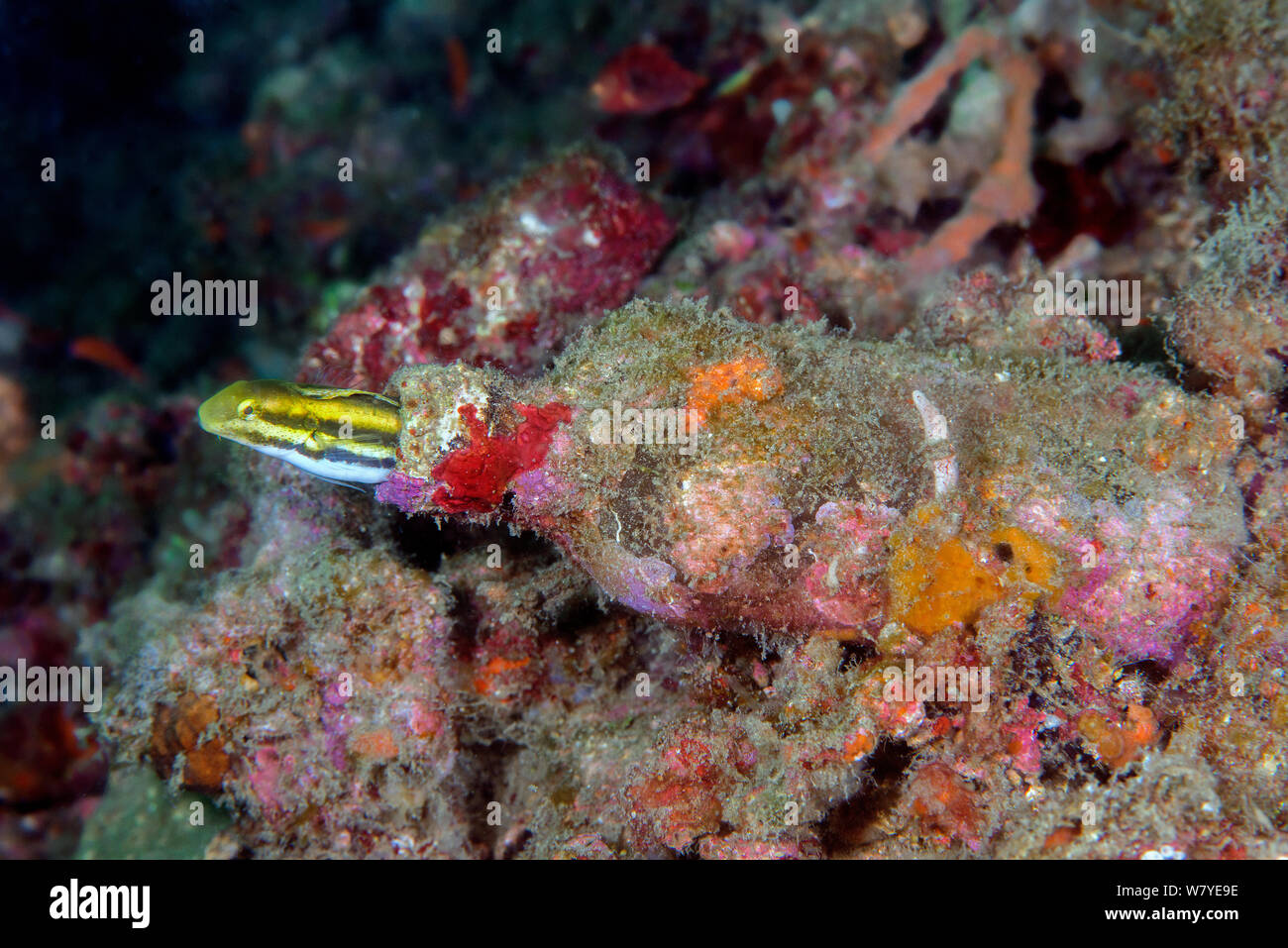 Striped fangblenny imitare (Petroscirtes breviceps) proveniente da una bombola, Lembeh strait, Nord Sulawesi, Indonesia. Foto Stock