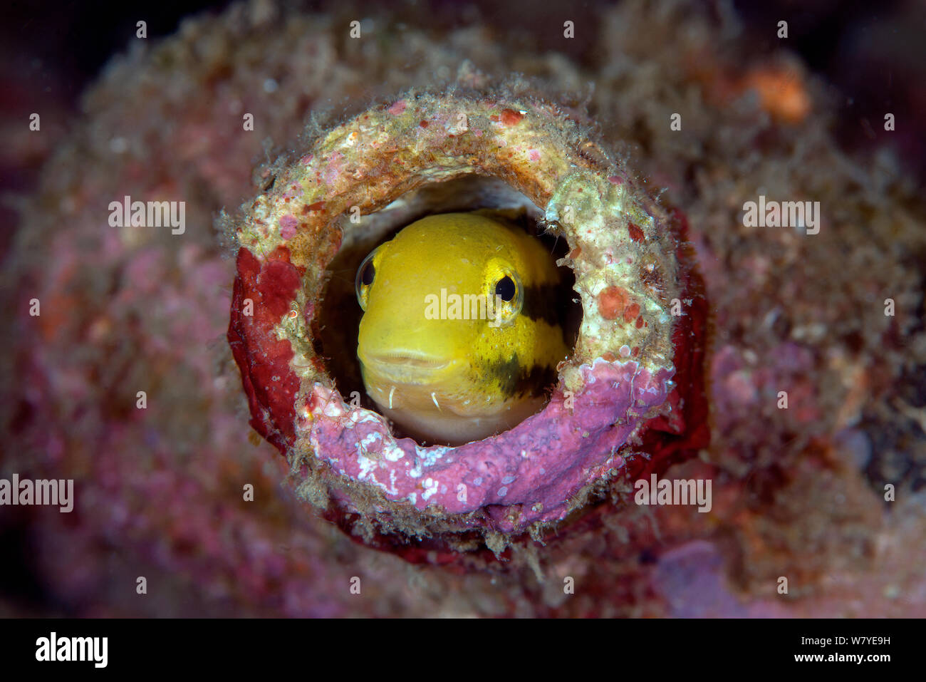 Striped fangblenny imitare (Petroscirtes breviceps) proveniente da una bombola, Lembeh strait, Nord Sulawesi, Indonesia. Foto Stock