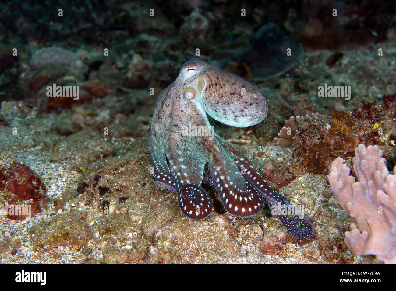 Giorno polpo (Octopus cyanea) muovendosi sulla barriera corallina durante il giorno. Lembeh strait, Nord Sulawesi, Indonesia. Foto Stock